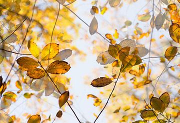 Lorsque les feuilles commencent à tomber sur Birgitte Bergman