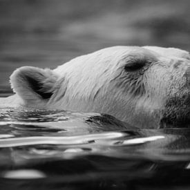 Eisbär von Pepijn Sonderen