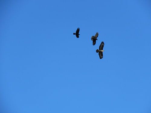 Roofvogel 