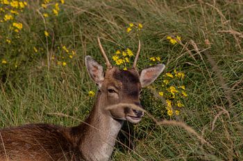 Beautiful photography of Animals in the Netherlands