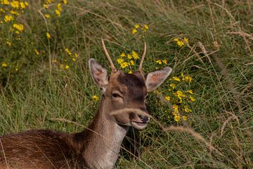 De belles photographies d'animaux aux Pays-Bas