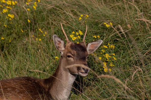 Beautiful photography of Animals in the Netherlands
