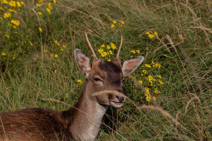 Beautiful photography of Animals in the Netherlands van Chérise Smeets