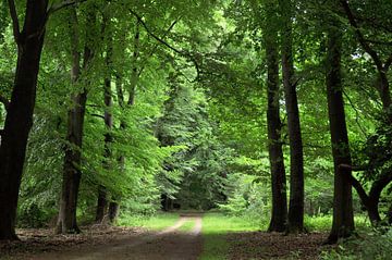 Opening in het bos van Corinne Welp