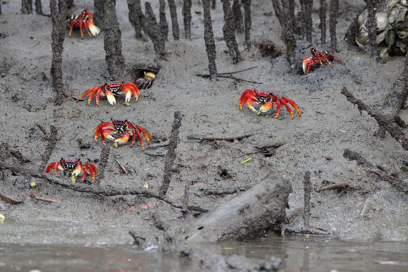 Krabben in de mangrove van Ronald Gruijters