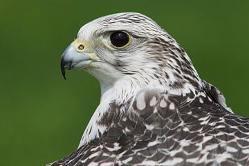 Porträt eines Geierfalkens von Ronald Pol