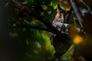 Resting long-eared owl by Danny Slijfer Natuurfotografie