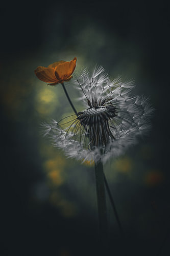 Dandelion – In the Shadow of the Light