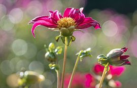 Dahlia 1 by Sonja Tessen