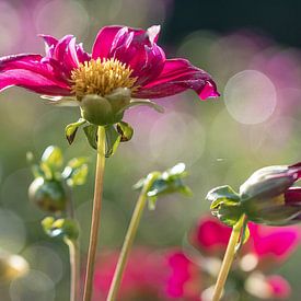 Dahlia 1 sur Sonja Tessen