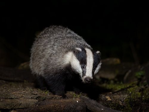A badger searches for food