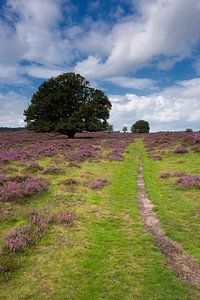 Eik op de bloeiende heide.