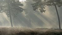 Prachtig sfeer landschap