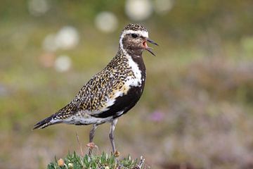 Europese goudplevier (Pluvialis apricaria) in de natuurlijke habitat, IJsland van Frank Fichtmüller