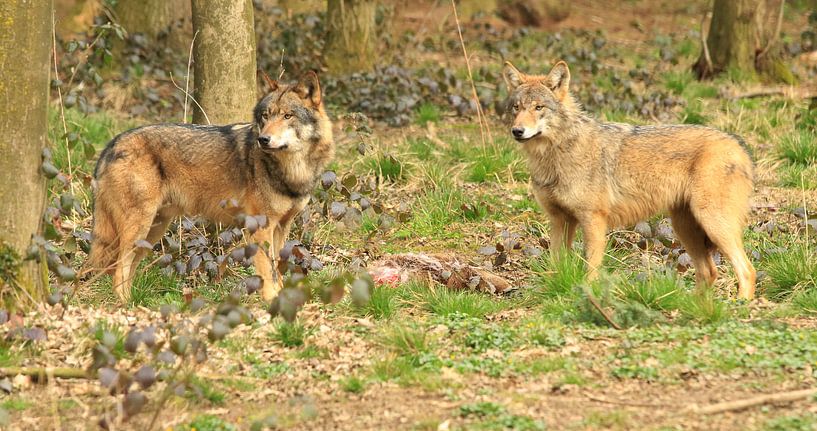 Where are the wolves looking for..... von Henriëtte Kelderman-Makaaij