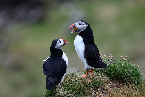 Puffins communicating