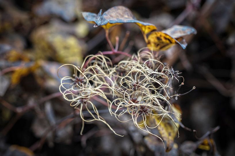 Wilde Clematis van Rob Boon