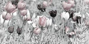 Tulpen