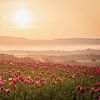 Sonnenaufgang über einem Mohnfeld von Catrin Grabowski