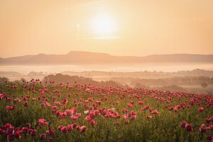 Lever de soleil sur un champ de coquelicots
