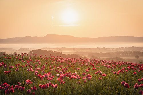 Zonsopgang boven een klaprozenveld