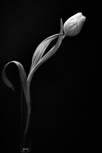 Tulipe