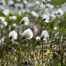 cotton grass by Bettina Schnittert
