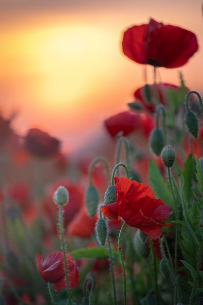 Coquelicots au soleil couchant 2 par Patricia van Kuik