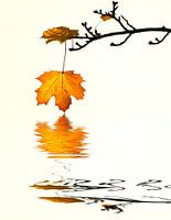 Herfstbladeren