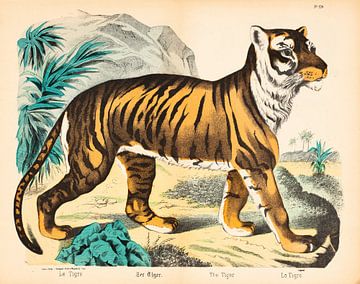 Antike Lithographie mit Darstellung eines Tigers von Studio Wunderkammer
