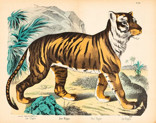 Antieke litho met afbeelding van een tijger