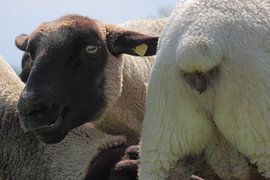 Hinten und Vorne van Rolf Pötsch