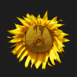 Helianthus by Z6Focus