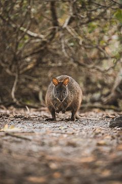 Parc national de Narawntapu : la nature sauvage de la côte de Tasmanie sur Ken Tempelers