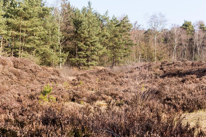 Verscheidenheid aan vegetatie in Lage Vuursche von Jaap Mulder