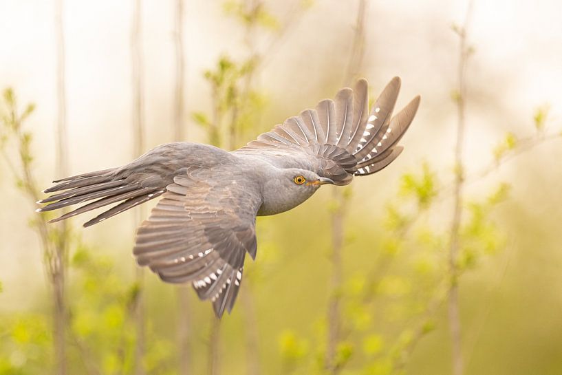 voler comme un aigle....euhhh coucou par Kris Hermans