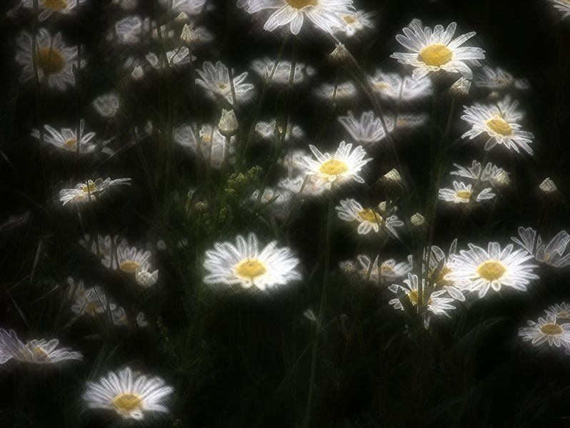 Peinture de fleurs de camomille par Edgar Schermaul