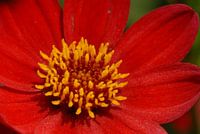 Rode dahlia