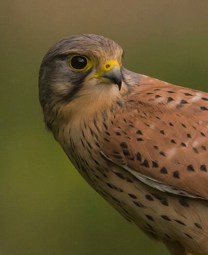Portret van de Torenvalk