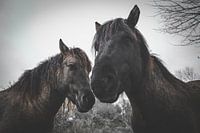 2 Horses