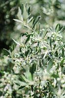 Green olive leaves
