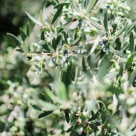 Feuilles d'olivier vertes sur Wianda Bongen