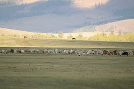 vee von Robert Lotman