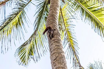 Andes eekhoorn in een palmboom in Palomino, Colombia, Zuid-Amerika van WorldWidePhotoWeb