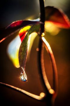 Prickelnder Wassertropfen von Rob Boon