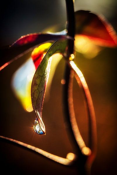 Sparkling water drop by Rob Boon