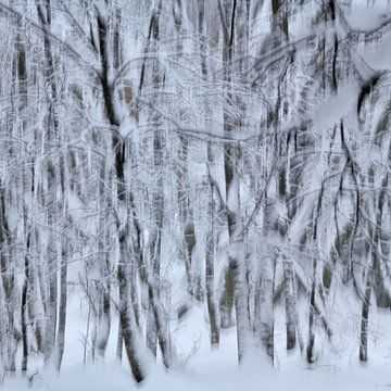 Pattern of snow-covered branches by Oliver Lahrem