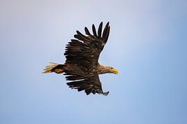 Weißkopfseeadler, Haliaeetus albicilla. Weißschwanzadler