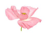 Poppy Pink by Tanja van Beuningen thumbnail