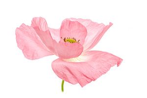 Rose coquelicot